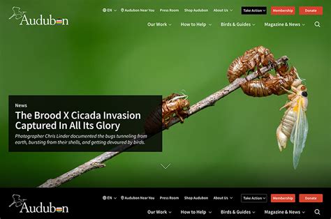 drupal for non profit|MyLabBook.